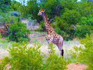 295.4 ha Land available in Dinokeng