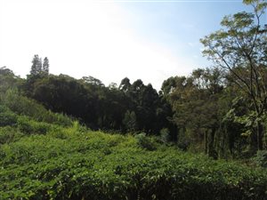 1467 m² Land available in Ashley