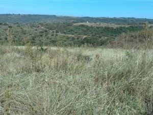 3.2 ha Land available in Mkondeni