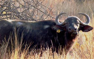 2.1 ha Land available in Welgevonden and surrounds