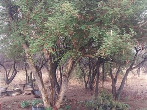 10 ha Farm in Bela-Bela (Warmbaths)