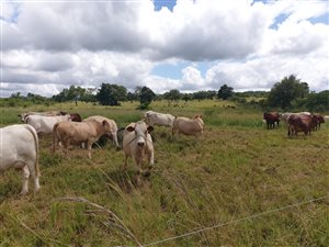 Farm in Louis Trichardt