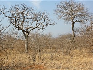 3500 m² Land available in Blyde Wildlife Estate