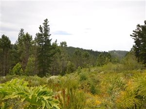 10 ha Farm in Harkerville