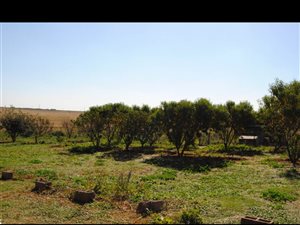 4 ha Farm in Rand Collieries