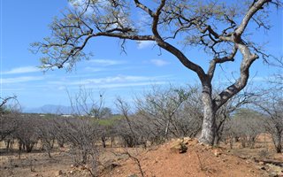 5000 m² Land available in Hoedspruit Wildlife Estate