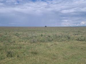411 ha Farm in Bultfontein