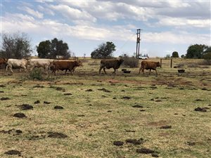 1093.6 ha Farm in Lichtenburg