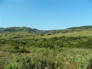 164 ha Farm in Tzaneen