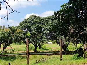 Farm in Tzaneen