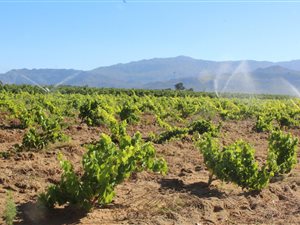 25 ha Farm in Wolseley