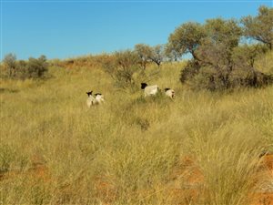 7656 ha Farm in Upington