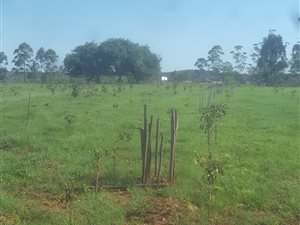 70 ha Farm in Graskop