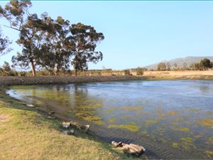 16 ha Farm in Stellenbosch Agricultural
