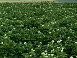 1494 ha Farm in Harrismith