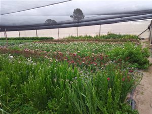 10.2 ha Farm in Gedults River
