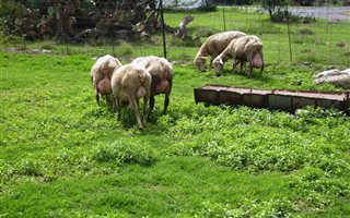 30 ha Farm in Koppies