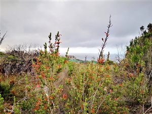 980 m² Land available in Village On Sea