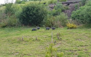 749 m² Land available in Green Pastures
