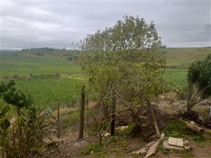 4 ha Farm in Tongaat Central