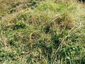 438 m² Land available in Belvedere