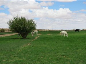 2 ha Farm in Upington