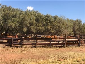 193 ha Farm in Groot Marico