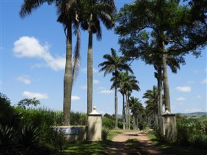 242 ha Farm in Tongaat Central