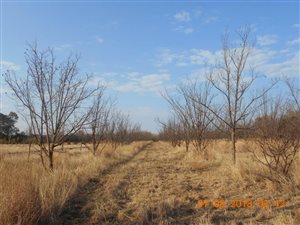 49.7 ha Farm in Koster