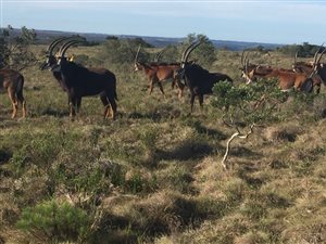 231 ha Farm in Port Alfred
