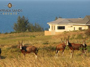 1387 m² Land available in Cintsa