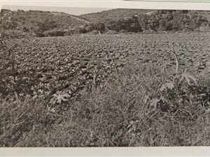 38 ha Farm in Umzinto