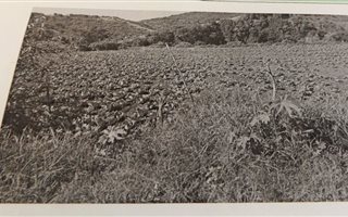38 ha Farm in Umzinto