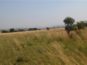 2 ha Farm in Rietfontein