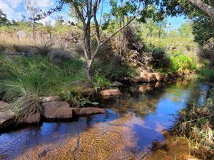 98 ha Farm in Vaalwater