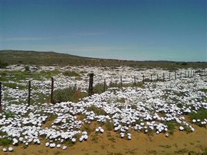 9590 ha Farm in Springbok
