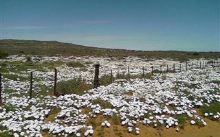 9590 ha Farm in Springbok