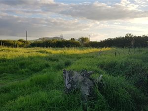 1339 m² Land available in Klipheuwel