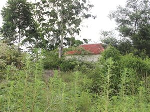 7 ha Farm in Port Shepstone