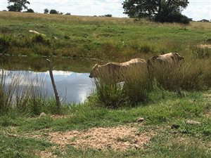 800 ha Farm in Mookgophong (Naboomspruit)
