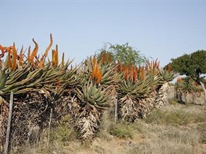 2860 ha Farm in Graaff Reinet