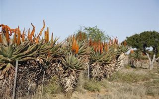 2860 ha Farm in Graaff Reinet