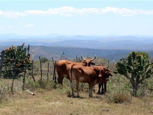 518 ha Farm in Peddie