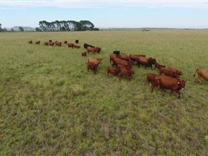 495 ha Farm in Bloemfontein Rural