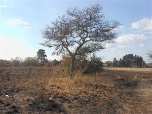 4.1 ha Land available in Ivydale