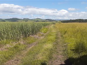 Farm in Ballito