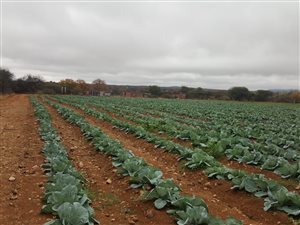 Farm in Musina