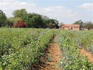 Farm in Musina