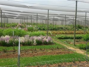 22.8 ha Smallholding in Bapsfontein