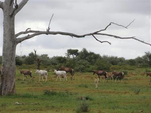 2240 ha Farm in Kuruman